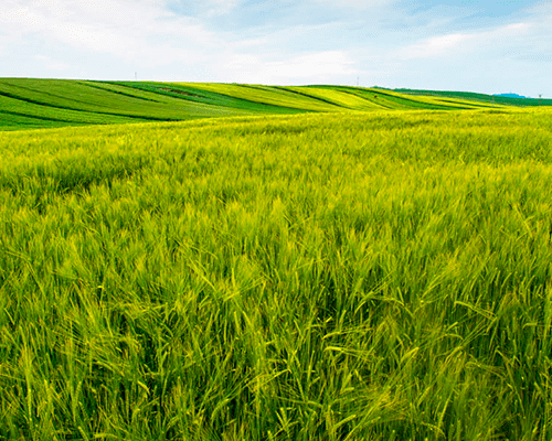 Preguntas frecuentes sobre pastos